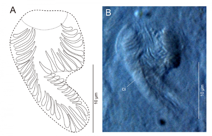 Freddius tricaudatus gen. et sp. nov., cirrus spine, ICHUM 4832 (holotype). Freddius tricaudatus gen. et sp. nov., cirrus spine, ICHUM 4832 (holotype).