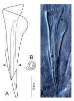 Proschizorhynchella caudociliata sp. nov., stylet, ICHUM 4863 (holotype).