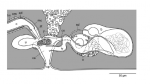 Proschizorhynchella shibazakii sp. nov. Schematic diagram of genital organs in lateral view.