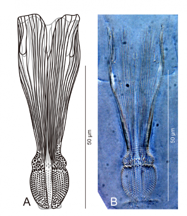 Proschizorhynchella shuttlecock sp. nov. stylet, ICHUM 4846 (holotype).