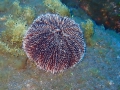 Echinodermata (echinoderms)