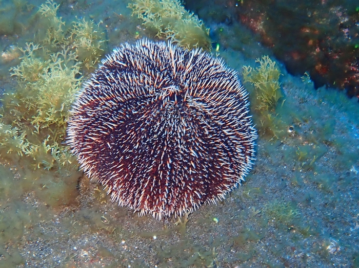 Tripneustes depressus sea of Cortez Tripneustes depressus sea of Cortez