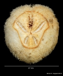 Schizaster doederleini, aboral view