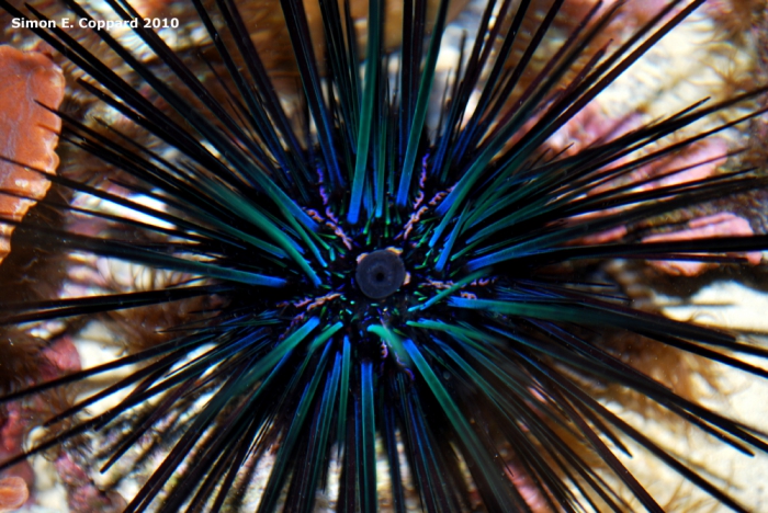 Diadema mexicanum, aboral view Diadema mexicanum, aboral view