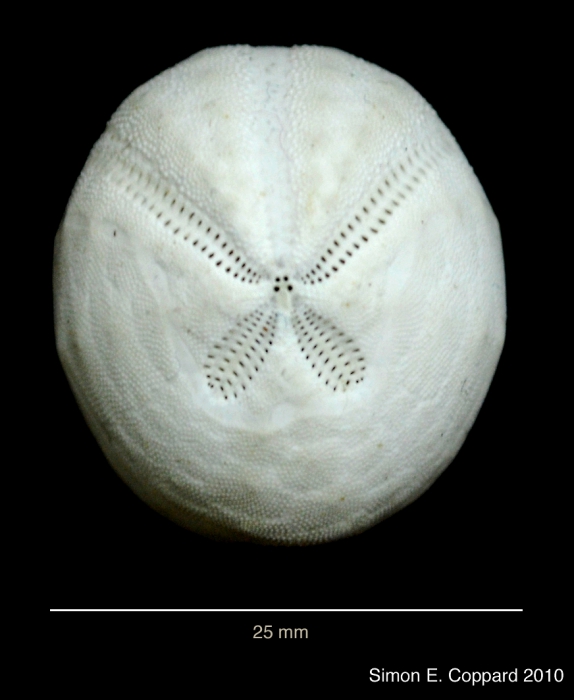Agassizia scrobiculata, aboral view of the denuded test Agassizia scrobiculata, aboral view of the denuded test