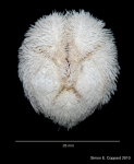 Agassizia scrobiculata, aboral view