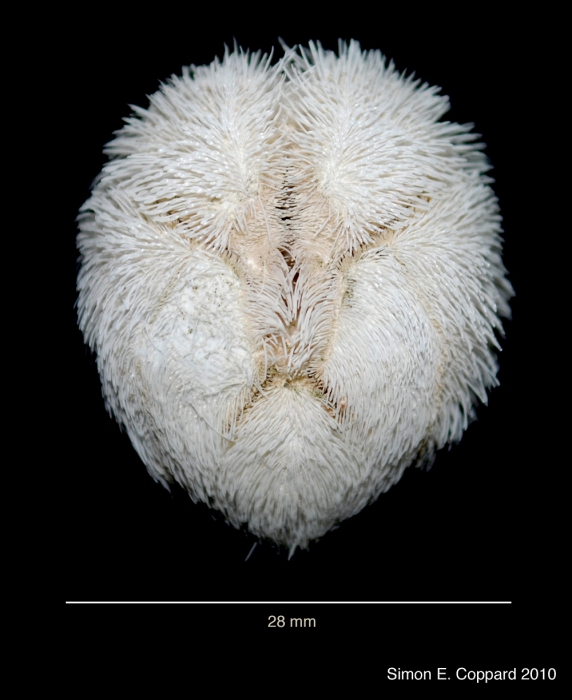 Agassizia scrobiculata, aboral view Agassizia scrobiculata, aboral view