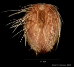 Lovenia cordiformis, aboral view