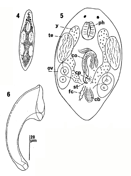 Pogaina paranygulgus Pogaina paranygulgus