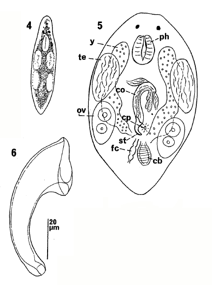 Pogaina paranygulgus