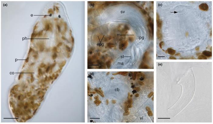 Pogaina paranygulgus Pogaina paranygulgus
