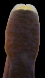 Micrura purpurea
