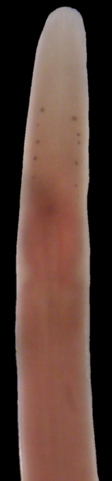 Ramphogordius lacteus Ramphogordius lacteus