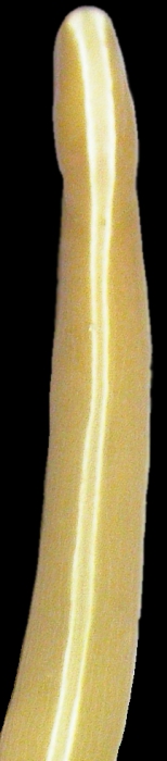 Lineus bilineatus Lineus bilineatus