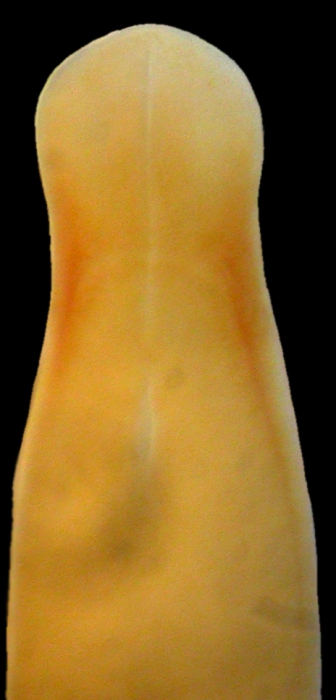 Carinina ochracea Carinina ochracea