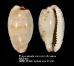 Purpuradusta microdon chrysalis