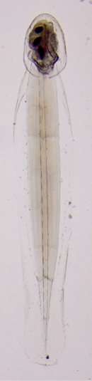 Appendicularia