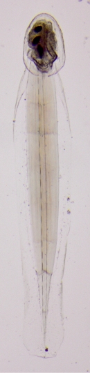 Oikopleura longicauda Oikopleura longicauda