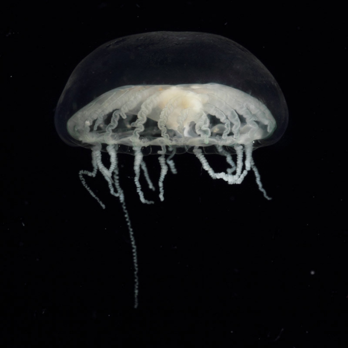 Staurodiscus vietnamensis, mouth of Brunswick River, New South Wales, Australia