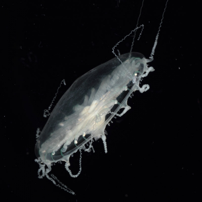 Staurodiscus vietnamensis, mouth of Brunswick River, New South Wales, Australia