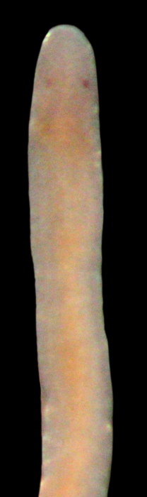 Carcinonemertes carcinophila Carcinonemertes carcinophila