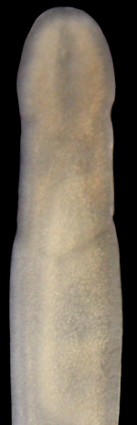 Ototyphlonemertes pallida