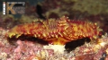 Polychaeta (bristle worms)