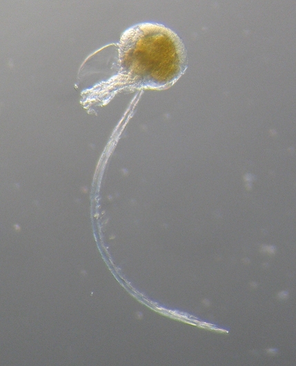 Appendicularia sicula Appendicularia sicula