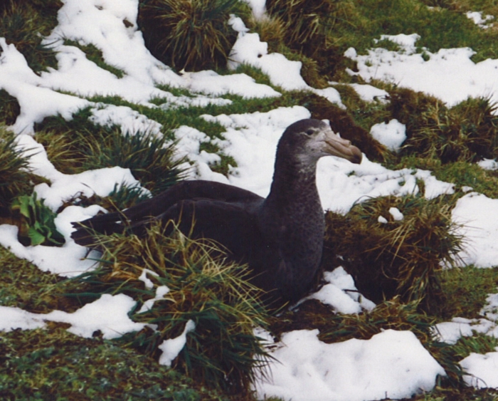 Southern Giant Petrel dark morph