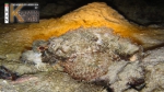 Scorpaenopsis barbata (Rüppell, 1838)