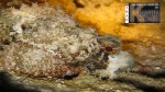 Scorpaenopsis barbata (Rüppell, 1838)