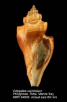 Volegalea cochlidium