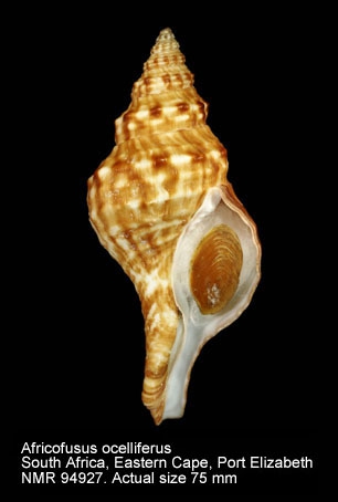 Fusinus ocelliferus