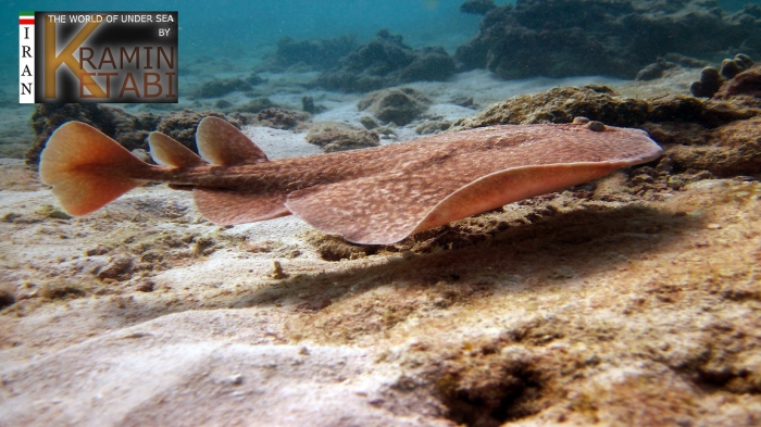 Torpedo sinuspersici Olfers, 1831 Torpedo sinuspersici Olfers, 1831