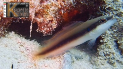 Pseudochromis nigrovittatus