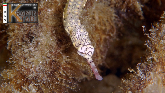 Corythoichthys haematopterus Corythoichthys haematopterus
