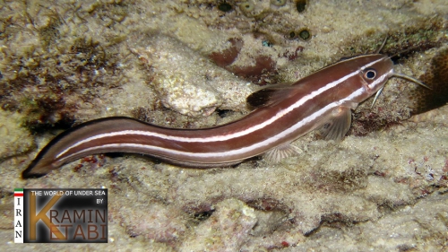 Plotosus lineatus