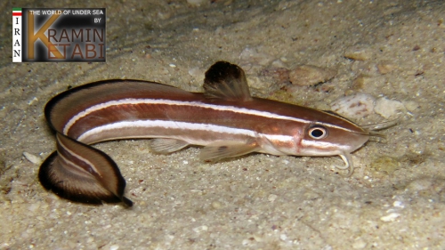 Plotosus lineatus