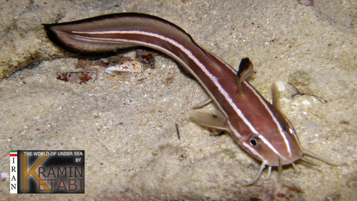 Worms Catfish