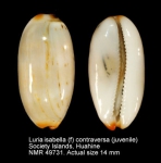 Luria isabella