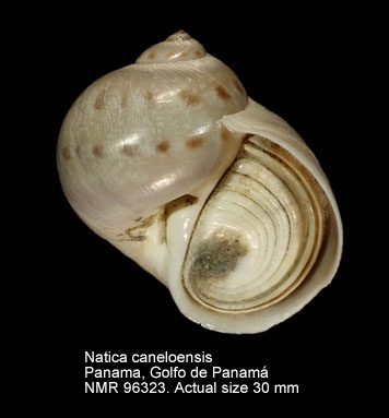 Natica caneloensis