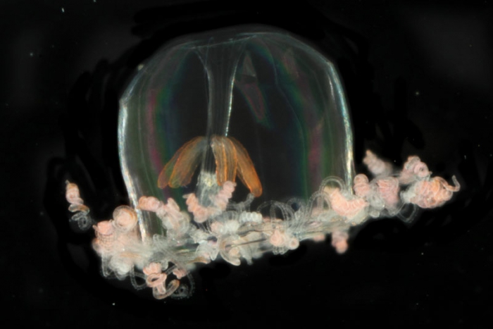 Aglaura hemistoma, mouth of Brunswick River, New South Wales, Australia