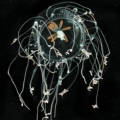 Hydrozoa (hydroids)