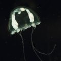 Hydrozoa (hydroids)