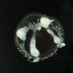 Hydrozoa (hydroids)