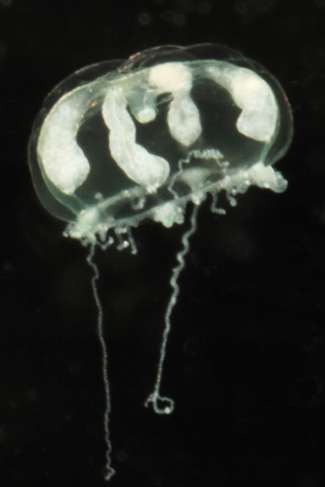 Cirrholovenia tetranema, mouth of Brunswick River, New South Wales, Australia Cirrholovenia tetranema, mouth of Brunswick River, New South Wales, Australia