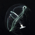 Hydrozoa (hydroids)