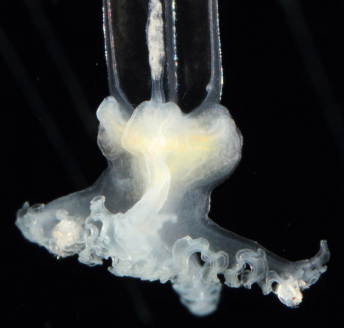 Eirene ceylonensis, mouth of Brunswick River, New South Wales, Australia