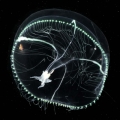 Hydrozoa (hydroids)