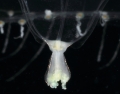 Hydrozoa (hydroids)